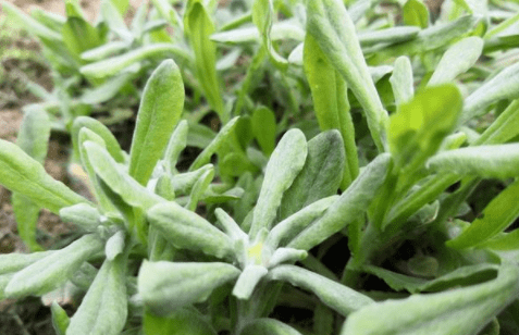 地区的民间叫法,它的名称很多,比如:秋菊草,佛耳草,软芡 ,蒿菜,软雀草