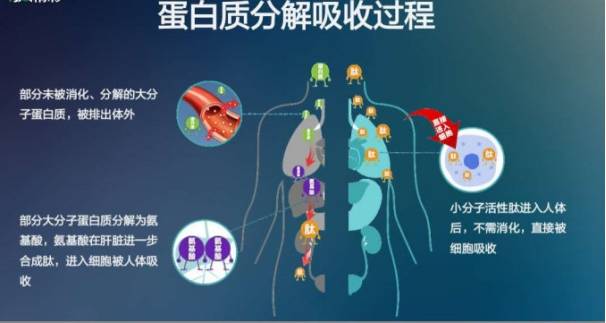 人体胶原蛋白肽是否有用？