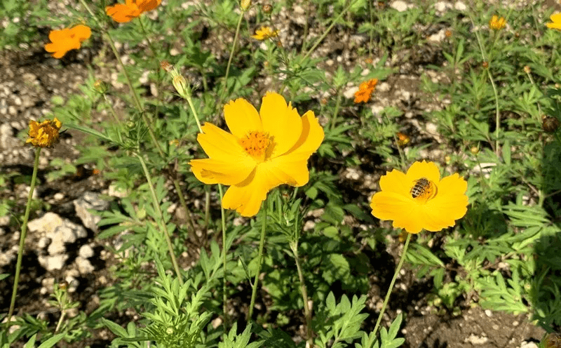 有趣的花海万里挑一 龙吟湖数百亩花海花开正艳 采煤 全网搜