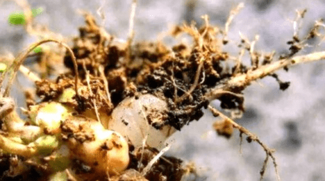 三叶草|农村一种野草“水晶萝卜”，若见到人采挖，别笑话：他可能是行家