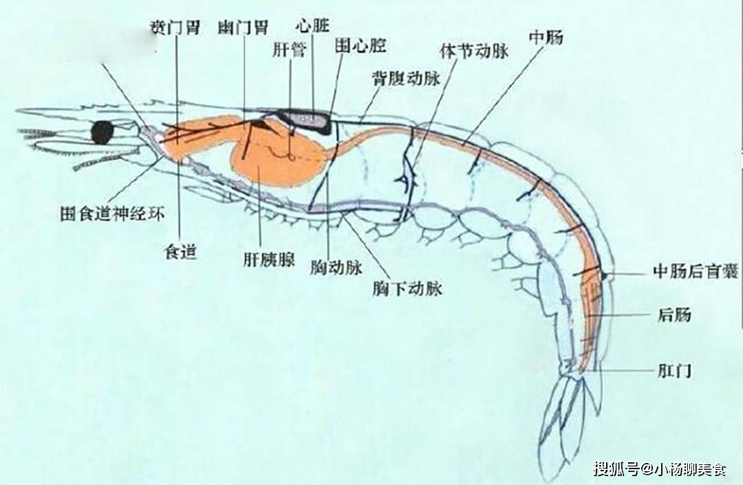 虾头不能吃的部位图解图片