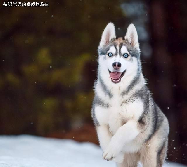 智商哈士奇还是看别人养更快乐