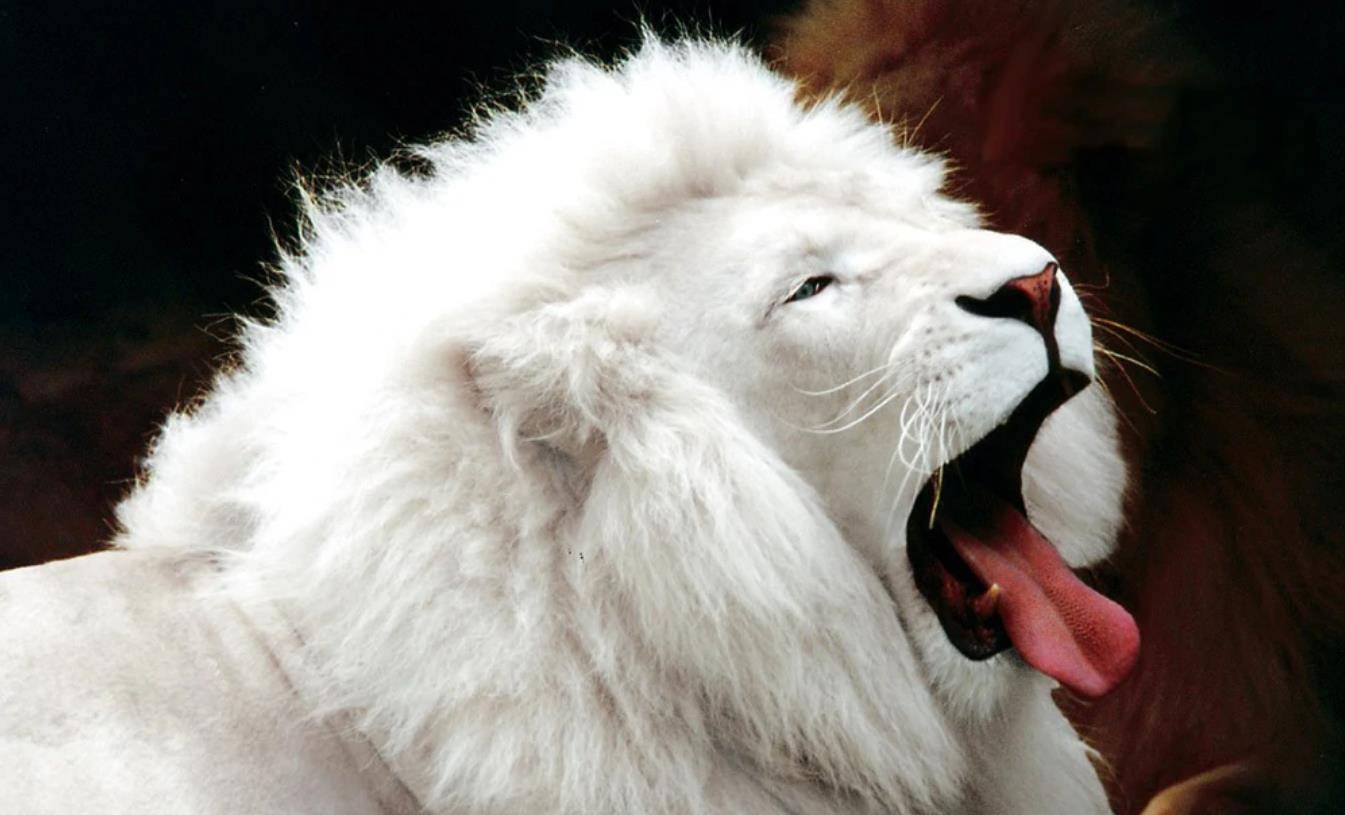 再比如雪狮,全世界范围内不超过100头.