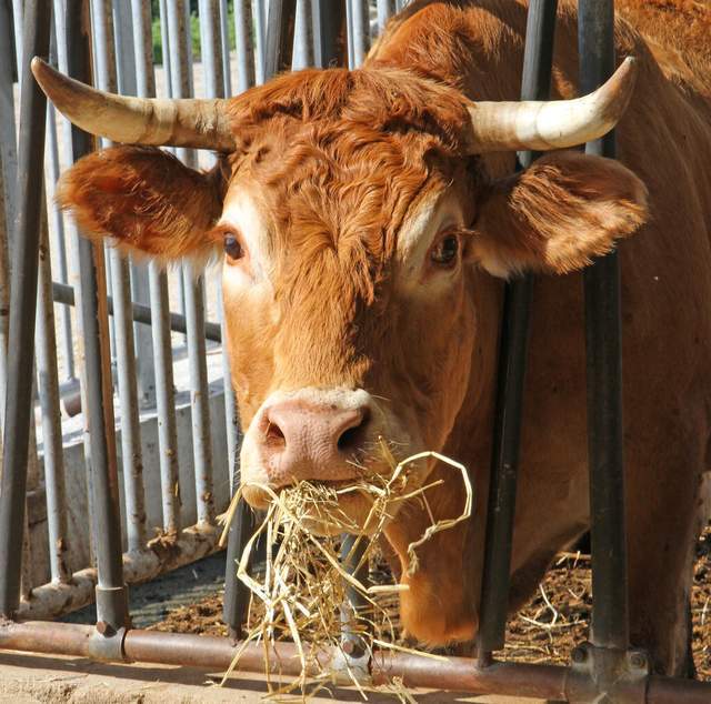 养殖|肉牛疾病的防治：牛传染性鼻气管炎病的诊治