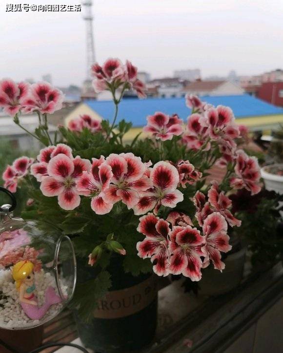 秋冬季节 可以养这5种花 放在阳台上 秋冬季节都是花期 开花