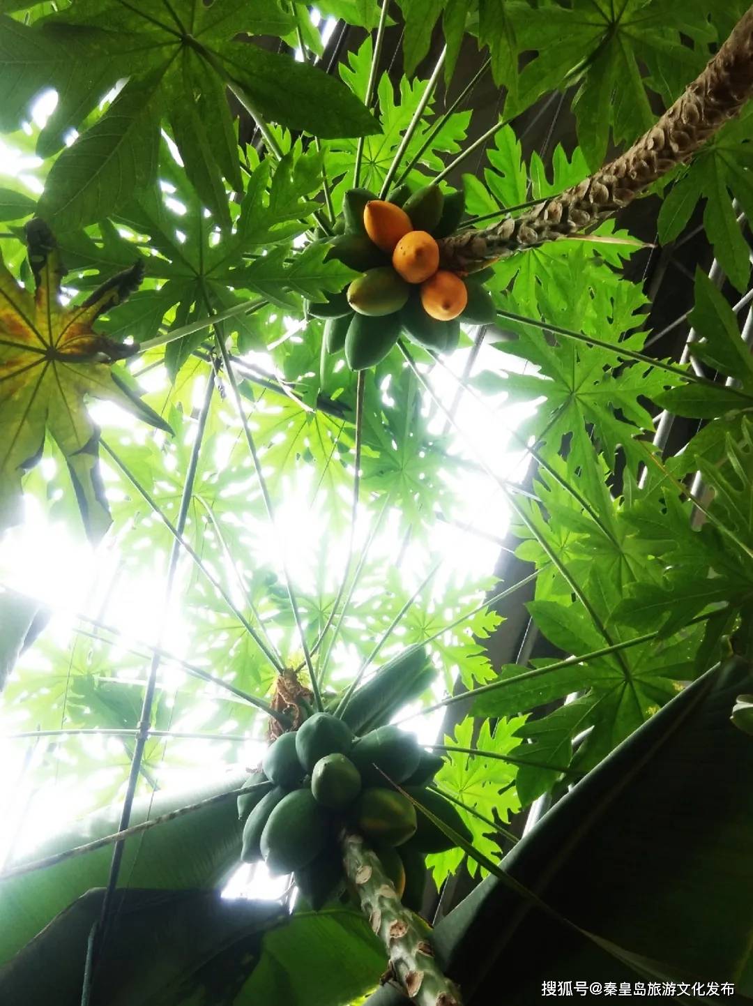 咨询电话|重阳节赏秋登高，秦皇岛多家景区推出免费、优惠福利！