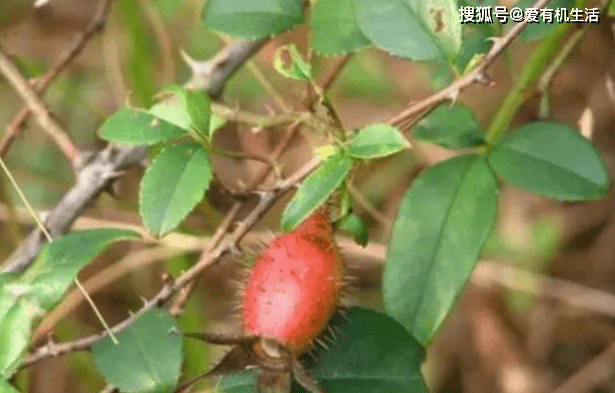 秋天成熟的果实有哪些 a4510c4dfb6e4f01bca66d5401b81740.png