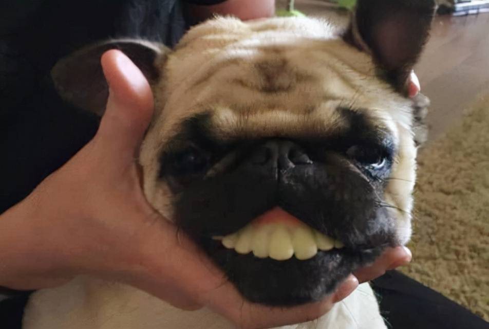 搞笑gif:别人看都不看一眼,尴尬的大笑