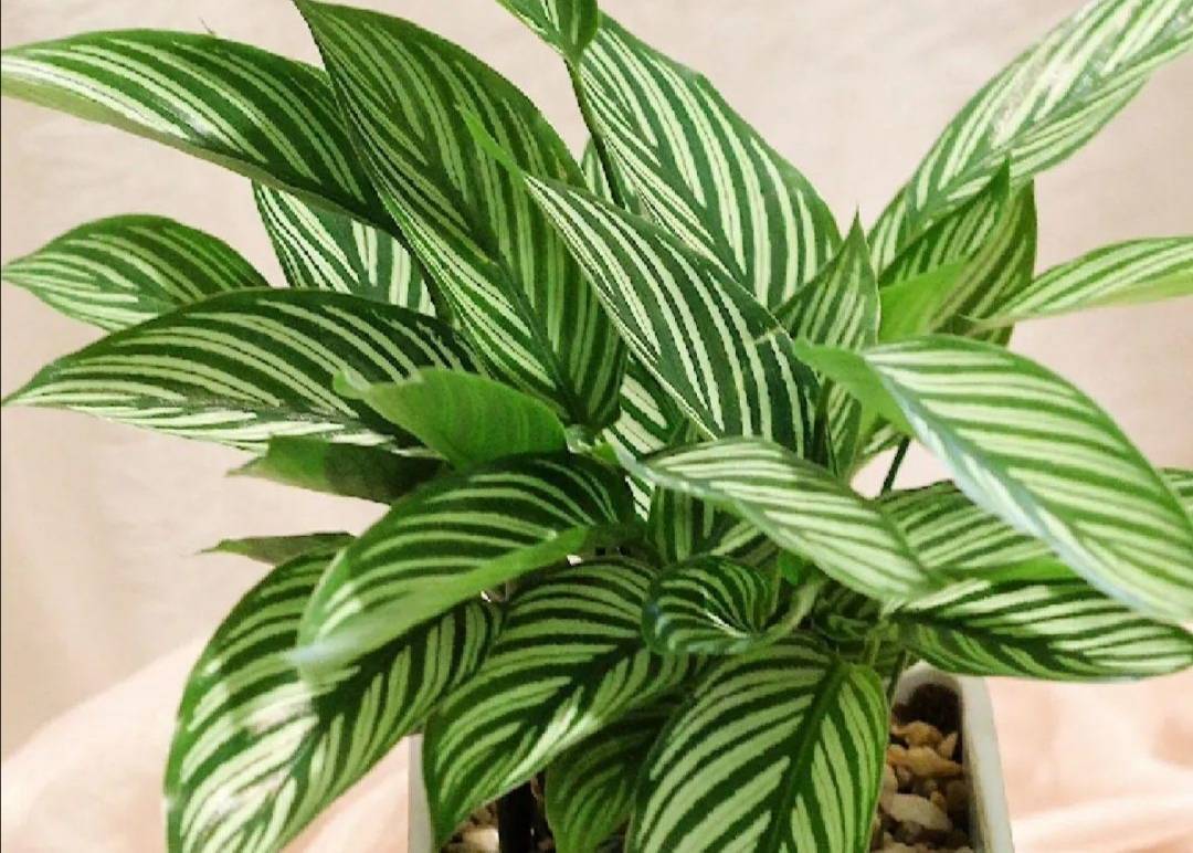 原创家里阳光少可养8种喜阴的植物好养又漂亮