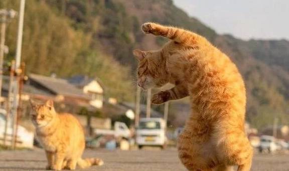 橘猫每天“练功健身”，小橘猫紧跟大橘步伐，师徒二喵像复制粘贴