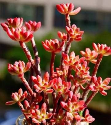 多肉种子发芽生长过程图 6ae35c21f0d546a8b989700c1f336389.jpeg