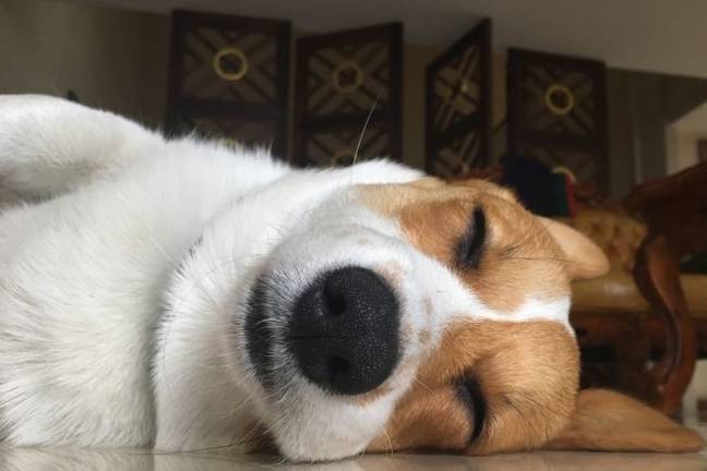 什么天生丽质难自弃，我腿最短我乐意，别碰我的小屁屁，爱咋地咋地