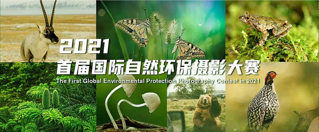 首届国际自然环保摄影大赛获奖作品公示看看有你的吗