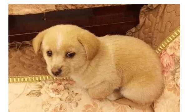 小土狗每天早出晚归 主人好奇跟出去后 看到眼前的场景主人十分痛心 小狗 全网搜