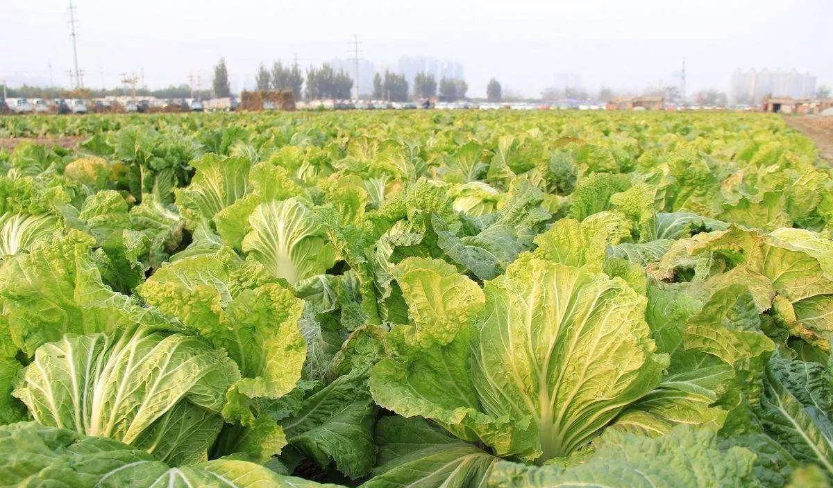 不同季节栽培白菜 播种时间和管理方式也要做出相应的调整 进行 全网搜