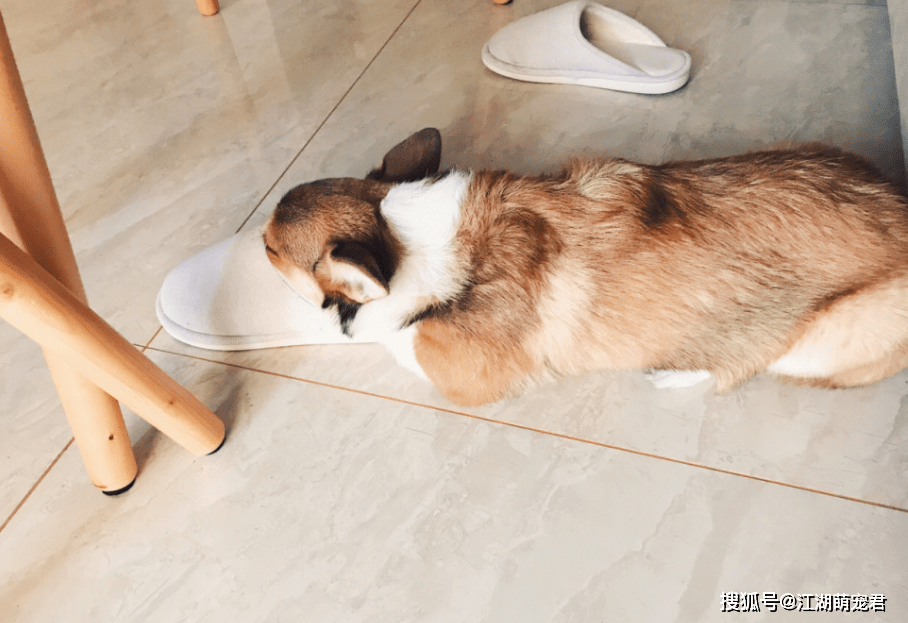 安全感若你家柯基是这样睡觉的，那它肯定很喜欢你