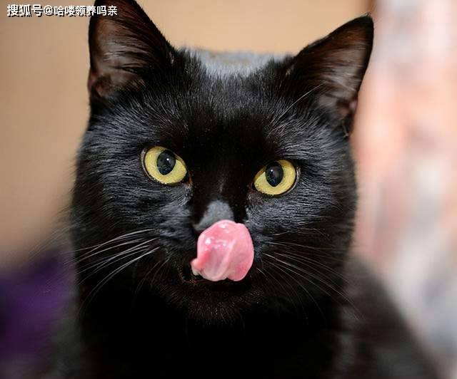 黑猫招邪还是辟邪?来看看世界各地关于黑猫的说法能有多离谱_猫咪