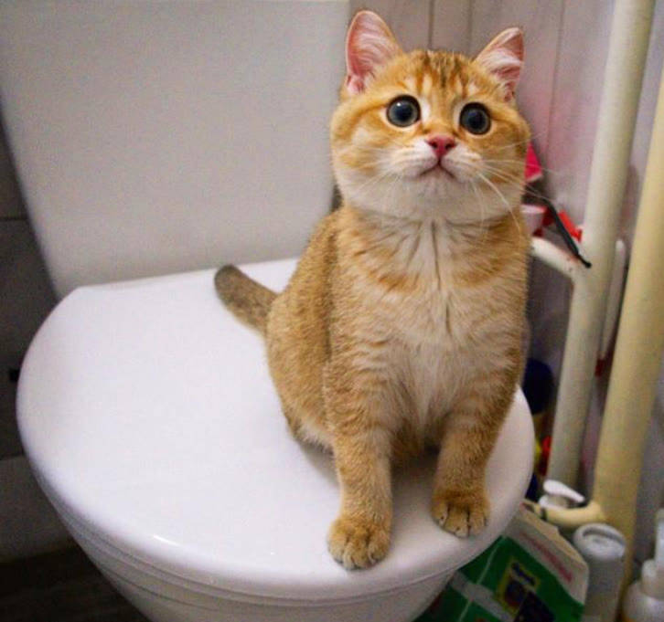 原料|猫零食品牌排行榜10强