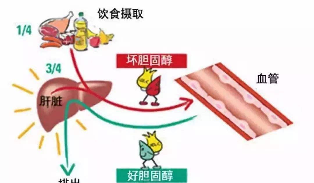 血脂怎样形成的 0c8da4f5048548c781a06629026a3ea4.jpeg