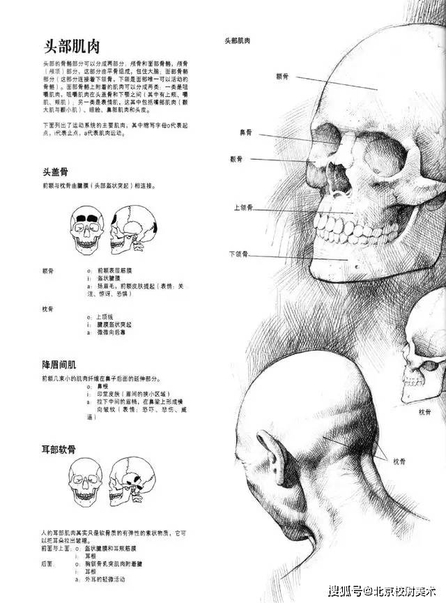 头像校尉美术：素描头像结构知识讲解，简单易学，一看就会