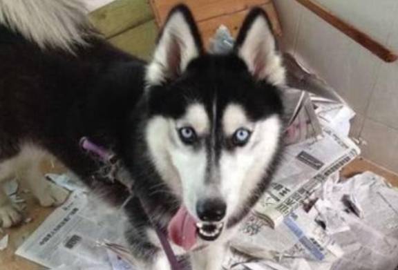 因为女儿出生以后，二哈便结束了它的拆家之旅，真是一物降一物啊