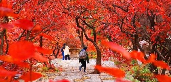 一场秋雨后，气温下降，临朐这个地方的红叶怒放