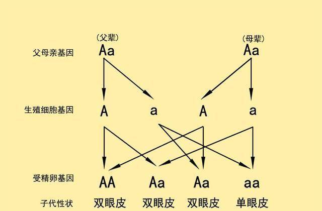 人口为什么亚洲人很多单眼皮，欧美人多是双眼皮？珍惜单眼皮吧！