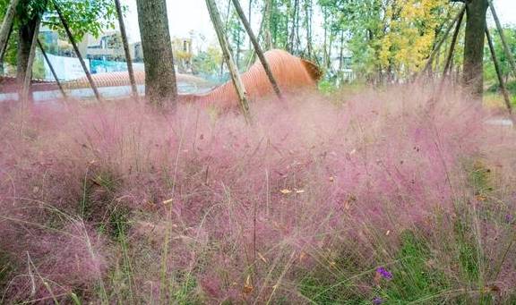 成都粉色网红草已进最佳观赏期，但有些地方却成环境败笔