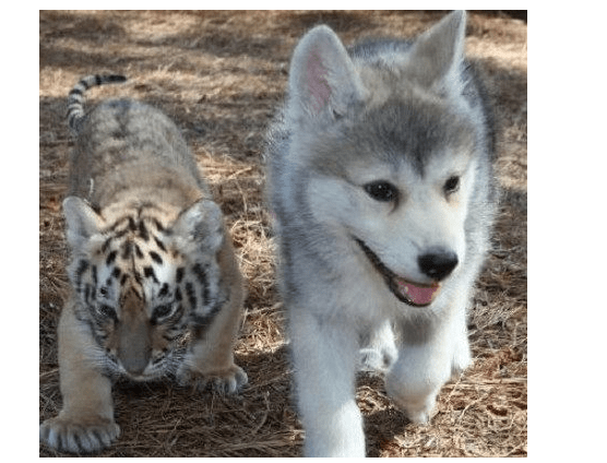 因为这只老虎老是卖萌，没有一点威严，原因竟然是一只二哈惹的祸！