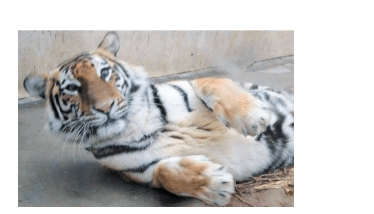 因为这只老虎老是卖萌，没有一点威严，原因竟然是一只二哈惹的祸！