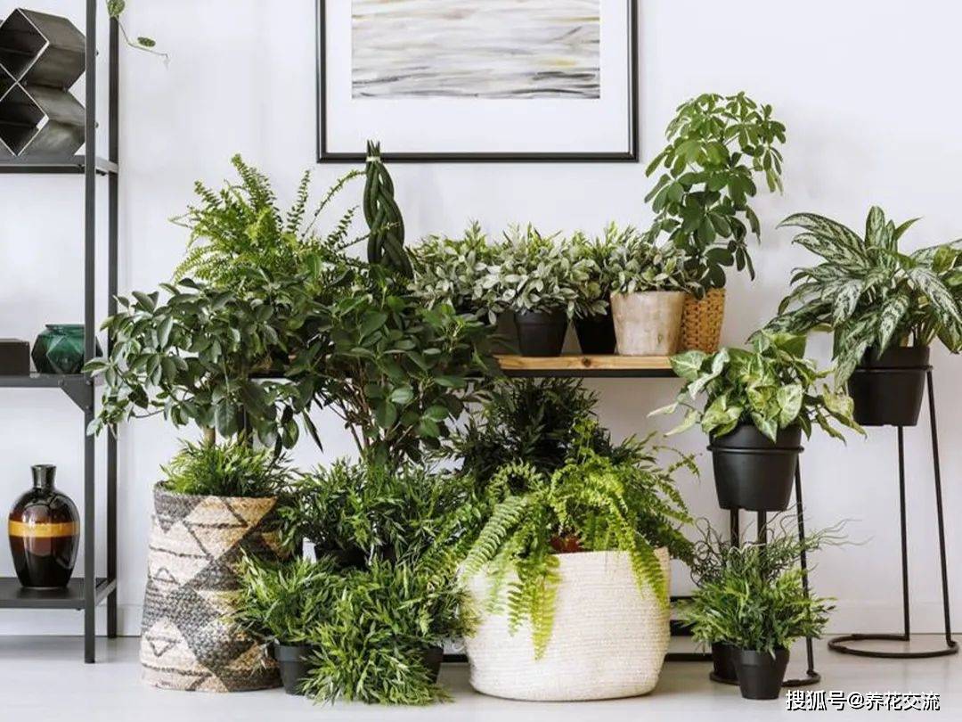 盆栽植物室内推荐 大盆栽 2780e42771414201832c198e5bb85363.jpeg