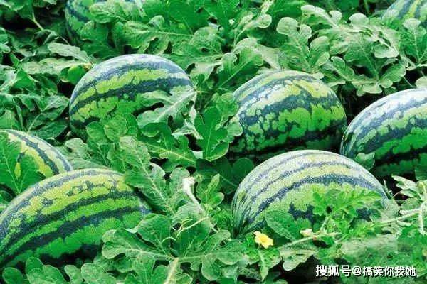 西瓜怎么打激素 31420ae158bb42d9ab2b01efd702d784.jpeg