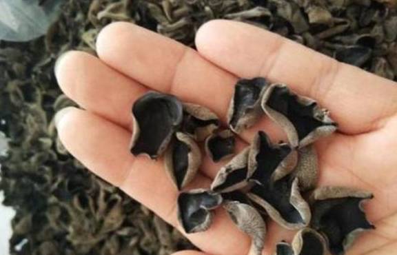 木耳焯水需要多久可以凉拌 c1b98ac883884eb8bc9bf9fc4bd2d530.jpeg