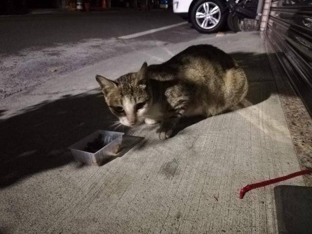 猫咪流浪猫妈入屋讨食被关起来，3只小猫组队上门：快放了我们妈妈！