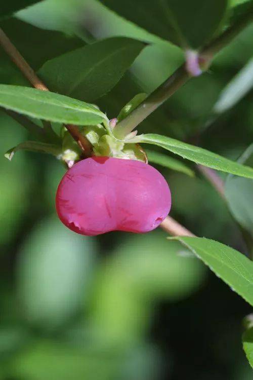 裤裆果这个名字是谁取的?站出来!