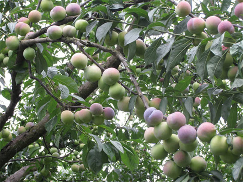 李子树在冬天受冻害后该怎么办李子树受冻害后的补救措施