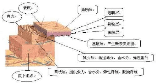 补充胶原蛋白到底有没有效 有必要吃吗？