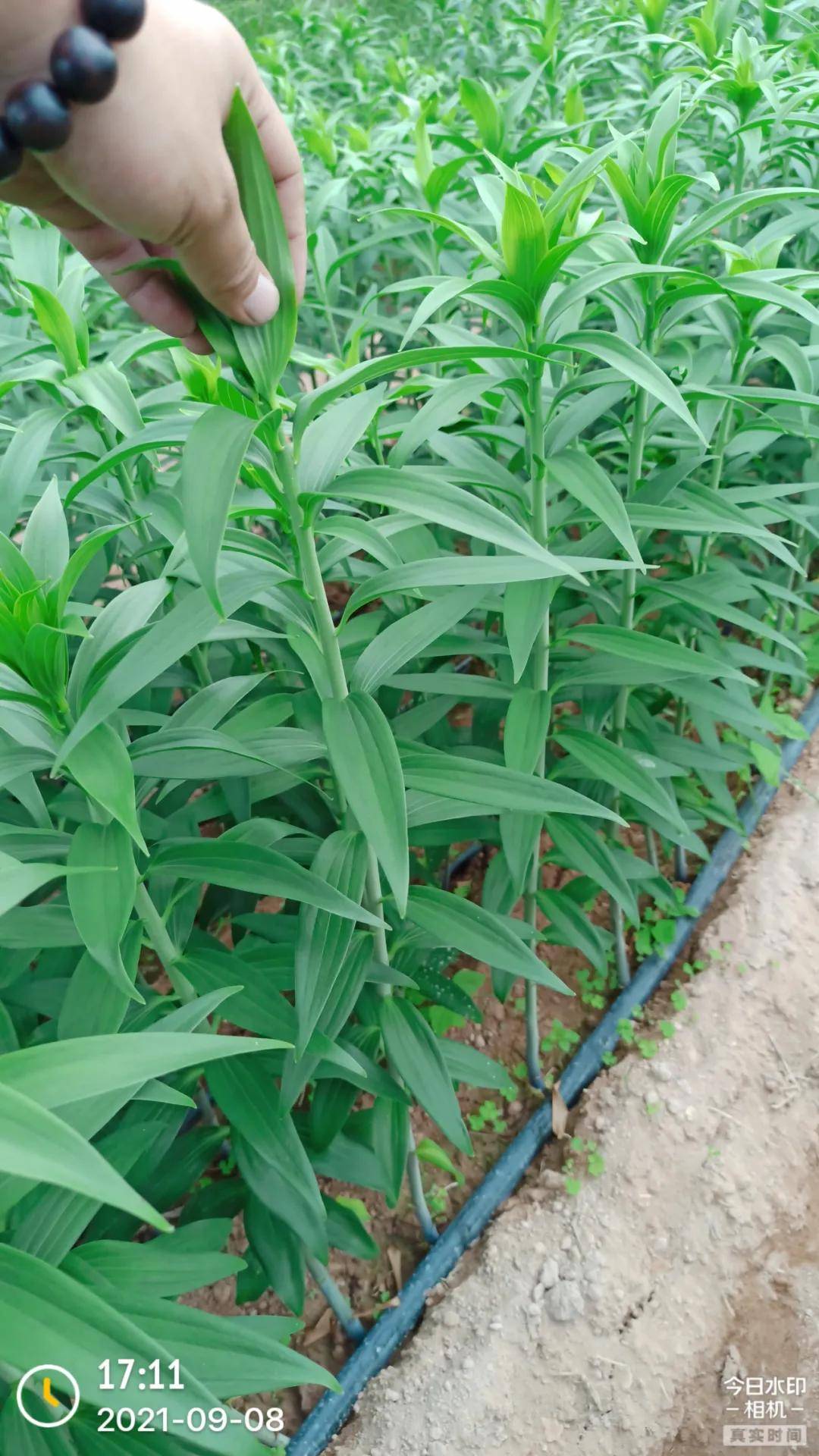 百合花种植技术(盆景百合花种植技术)