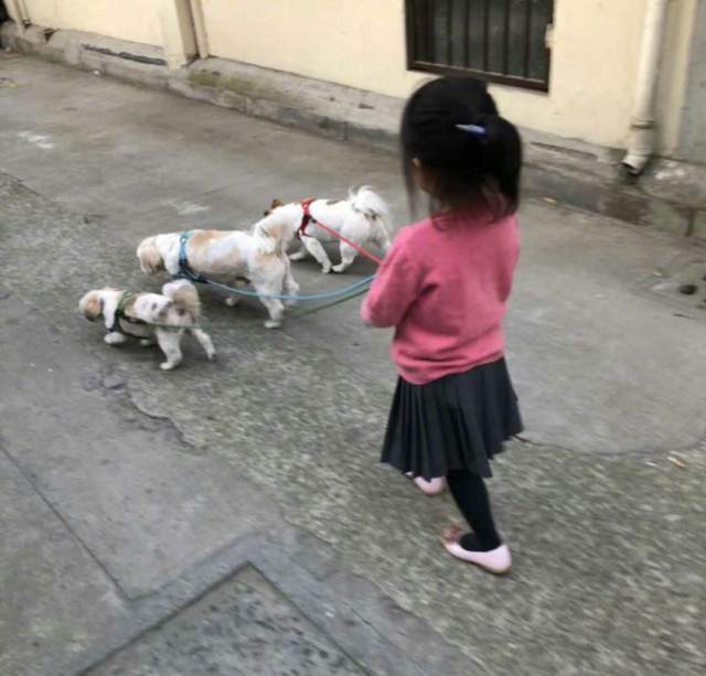 救助孙俪带儿女路边摆摊义卖，救助流浪动物获点赞，但商品定价惹争议
