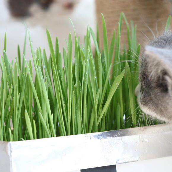 瑞萌|铲屎官双十一必看！神仙猫咪小零食推荐