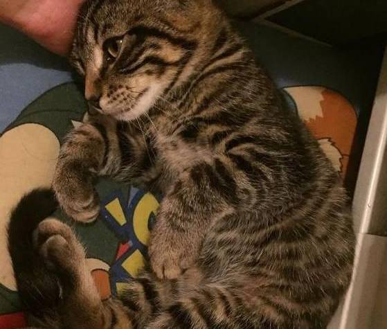 美国中国正宗狸花猫成功攻陷美国猫奴,网友:让全世界人吸中国猫!