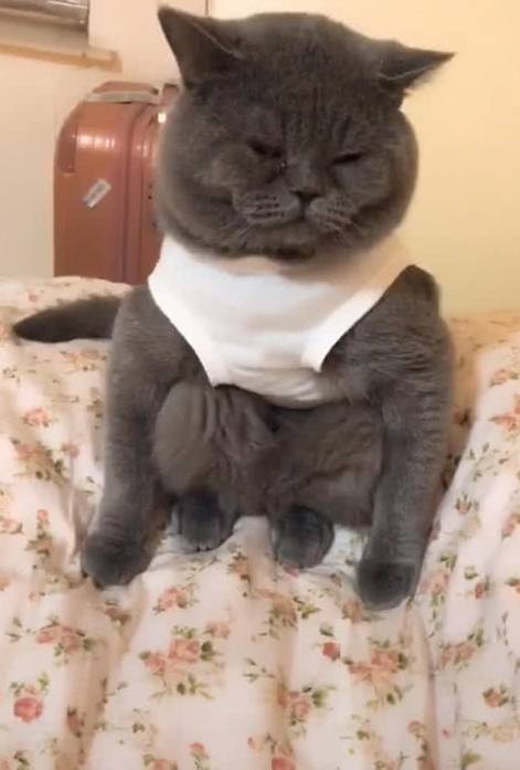 美国中国正宗狸花猫成功攻陷美国猫奴,网友:让全世界人吸中国猫!