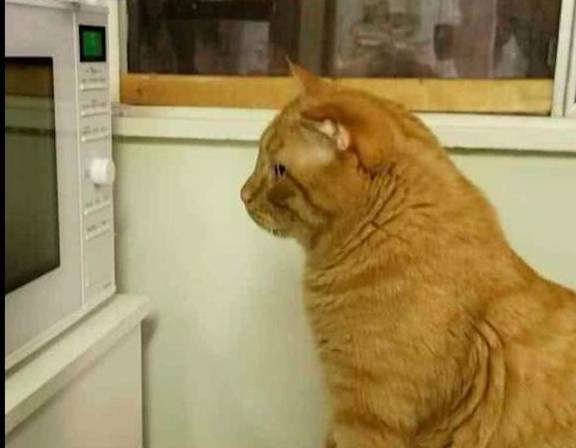 美国中国正宗狸花猫成功攻陷美国猫奴,网友:让全世界人吸中国猫!