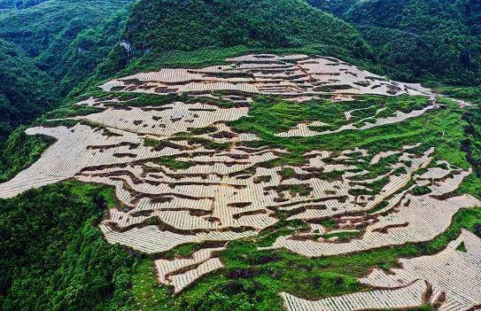 绥阳红河村特色农业绘就乡村振兴画卷