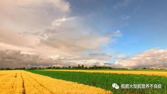 肩胛|一秒看懂:进行性肌营养不良