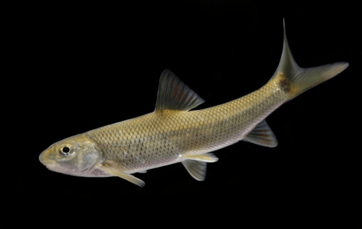 北京有多少种野生鱼?环保云科普邀请鱼类专家分析解读