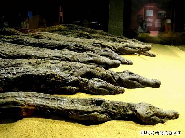 古埃及竟有鳄鱼木乃伊，专家指出，这是一种不一般的献祭品
