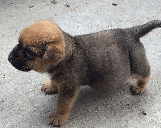 男子养了一只小土狗 当兽医看到狗狗的样子时 忍不住呵斥男子 宠物 全网搜