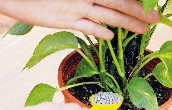 怎么养花才能长得茂盛 5ccd08493a02443196b93d5e1638771c.jpeg