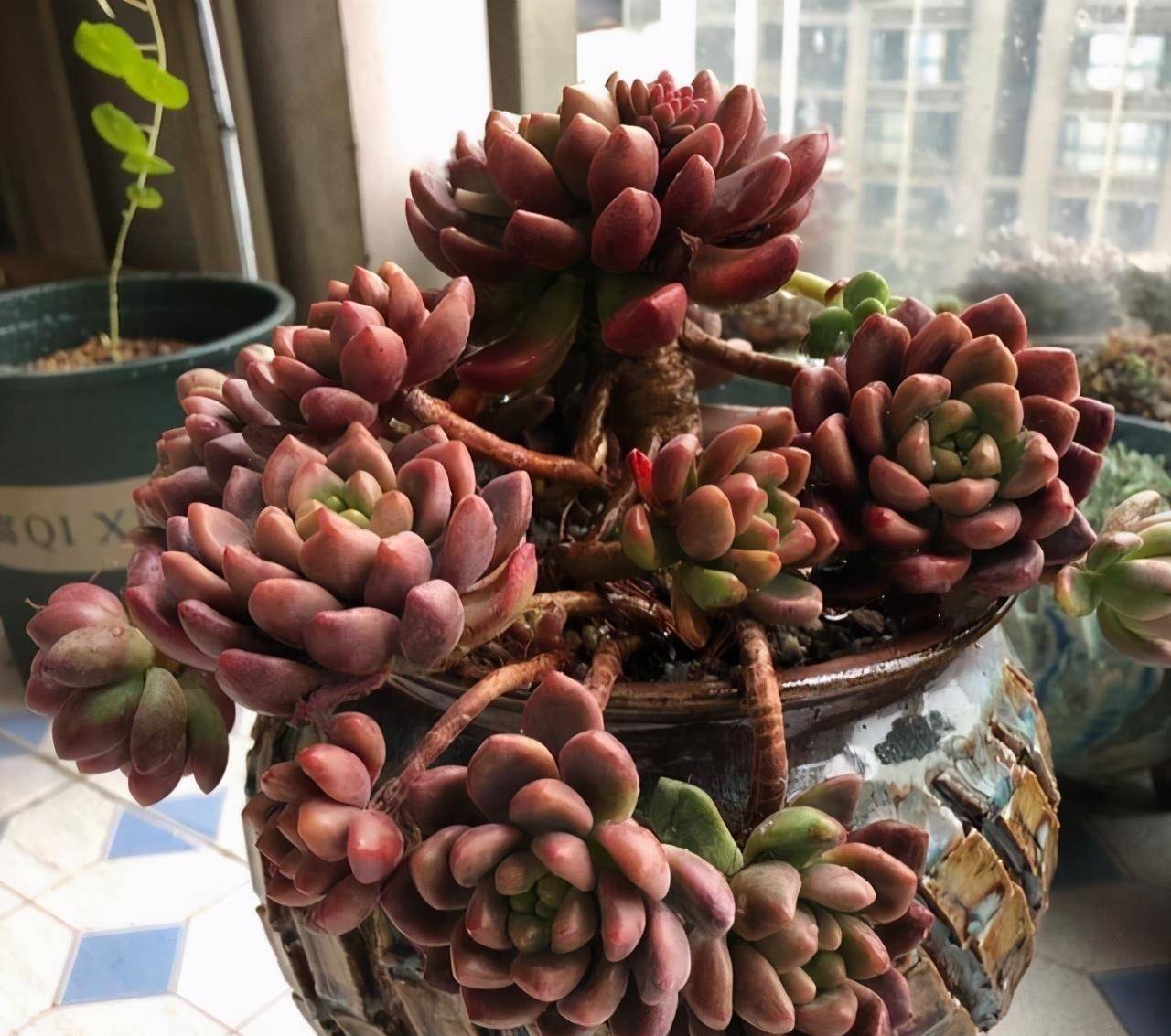 原创送给朋友的多肉香奈儿,已经开始变红了,而且也出现了淡淡的香味